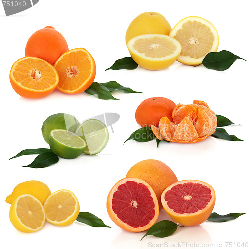 Image of Citrus Fruit Collection