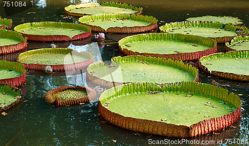 Image of Giant lilies leafs in the pond.