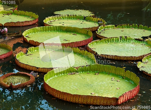 Image of Giant lilies leafs in the pond.
