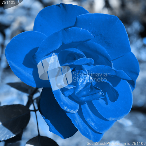 Image of abstract scene with blue rose