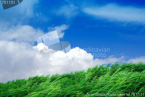 Image of green herb under blue sky