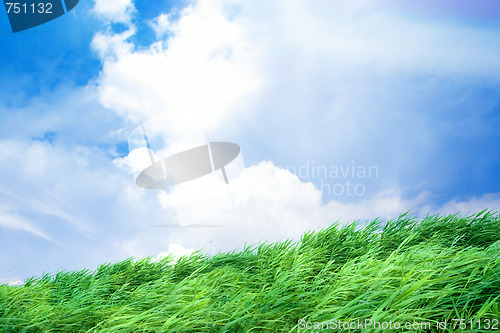 Image of green herb under blue sky