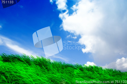 Image of green herb under blue sky