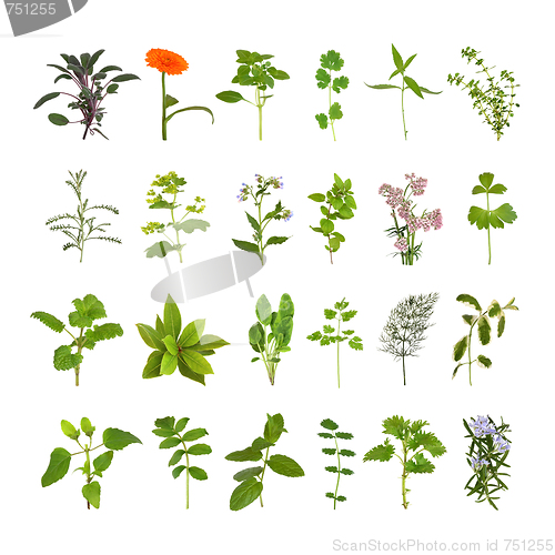 Image of Herb Flower and Leaf Collection