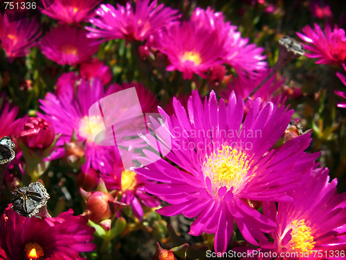 Image of Purple flowers