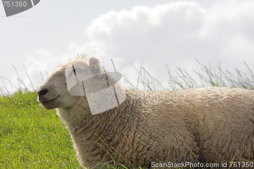 Image of sheep on pasture