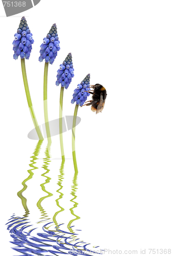 Image of Bee and Grape Hyacinth Flowers