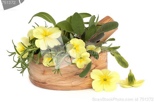 Image of Primrose Flowers and Herbs