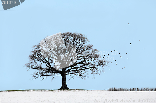 Image of Oak Tree in Winter