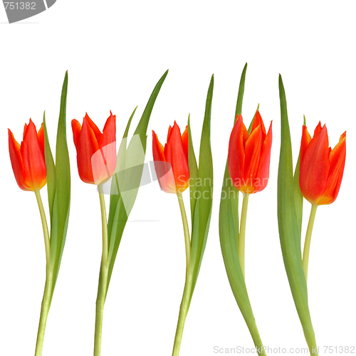 Image of Red Tulip Flower Beauty
