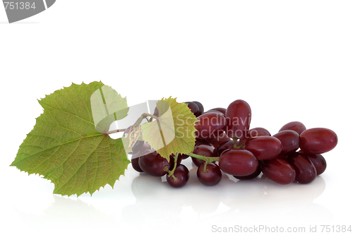 Image of Red Grapes on the Vine