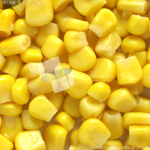 Image of Maize corn