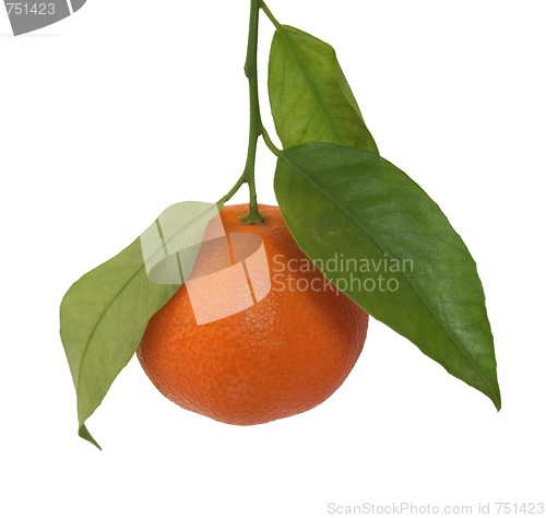 Image of Tangerine