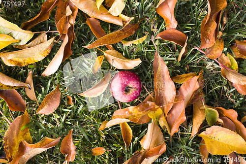 Image of Apple and Leaves on Grass