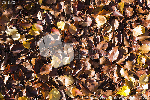 Image of Autumn Leaves