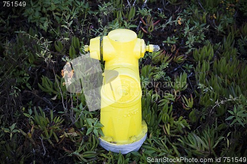 Image of Fire Hydrant