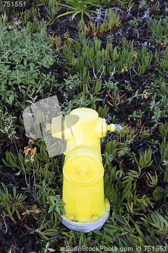 Image of Fire Hydrant