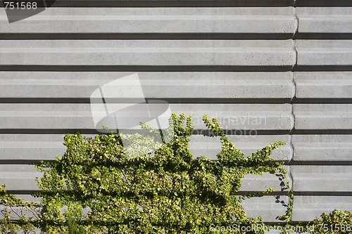 Image of Concrete Wall and Vegetation