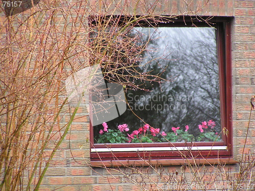 Image of flower window