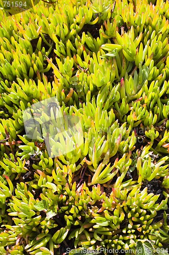 Image of Green Outdoor Plant