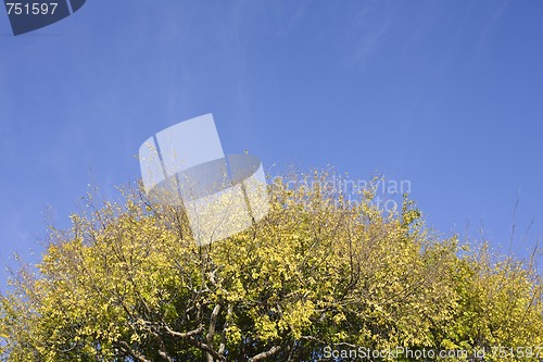 Image of Treetop and Sky