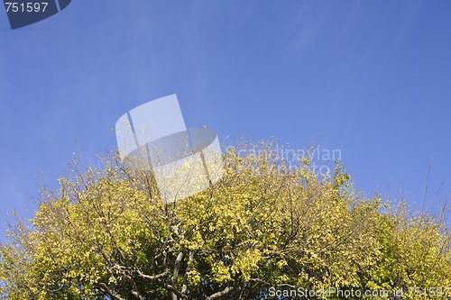 Image of Treetop and Sky