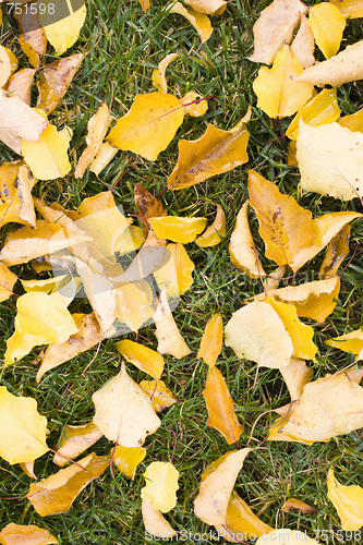 Image of Leaves on Grass