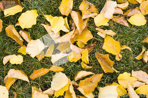 Image of Leaves on Grass