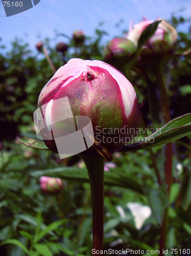 Image of bud of a peony