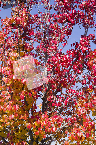 Image of Autumn Leaves on Tree