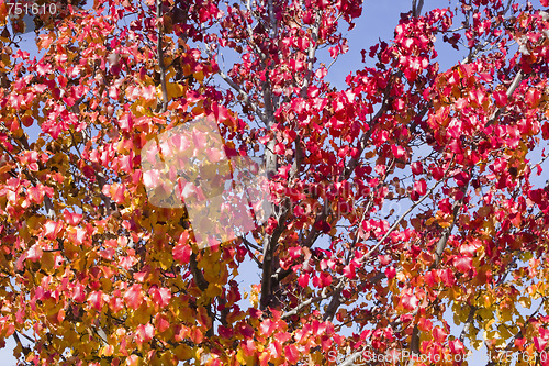 Image of Autumn Leaves on Tree