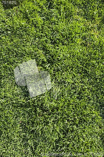 Image of Grass Texture