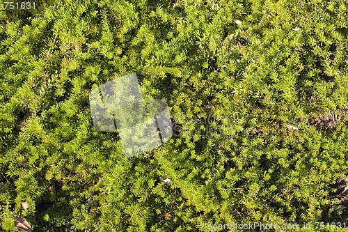 Image of Green Outdoor Bushes