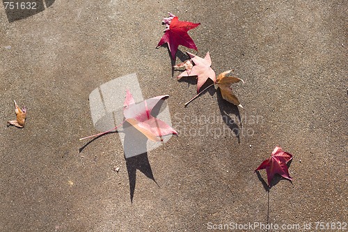 Image of Leaves on Cement