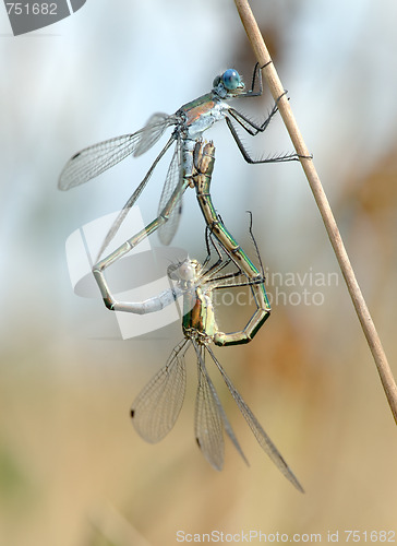 Image of Two dragonflies 