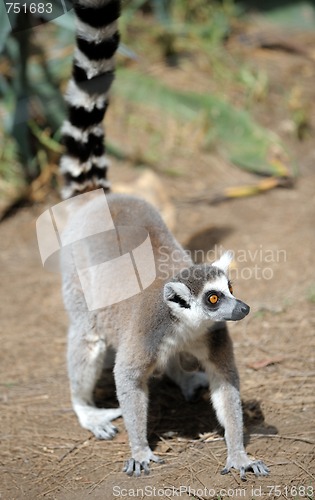 Image of Lemurs 