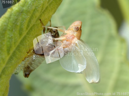 Image of Birth of a cicada (1)
