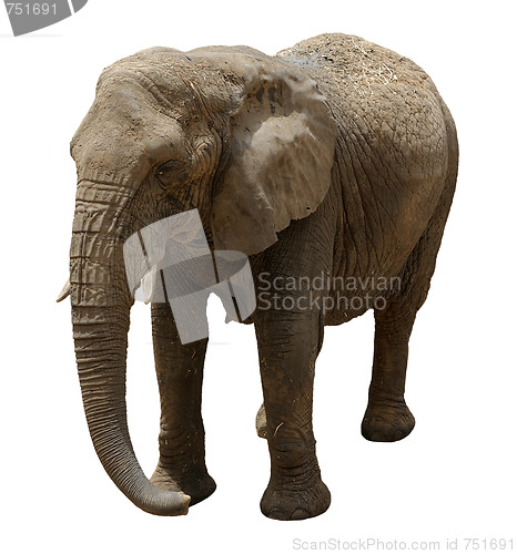 Image of Elephant 