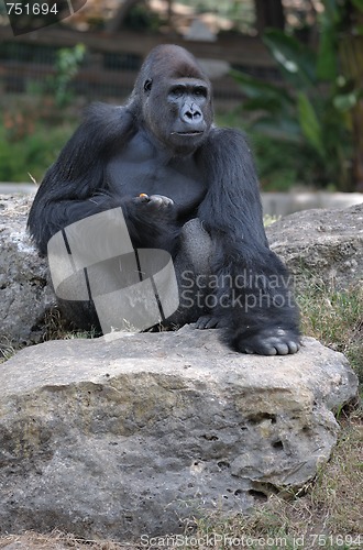 Image of Gorilla