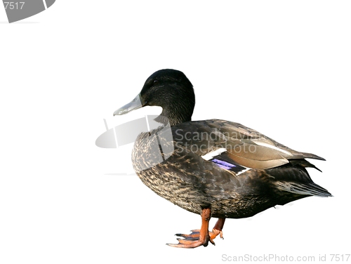 Image of Duck-design element