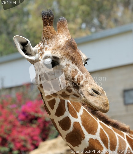 Image of Giraffe.