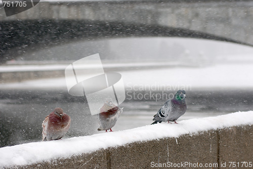 Image of Pigeons winter 