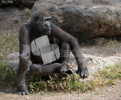 Image of Gorilla