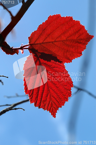 Image of 
Red leaves