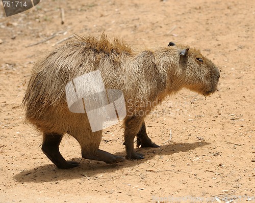 Image of Agouti