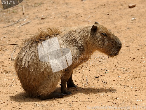 Image of Agouti