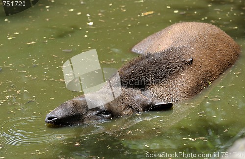 Image of Tapir 