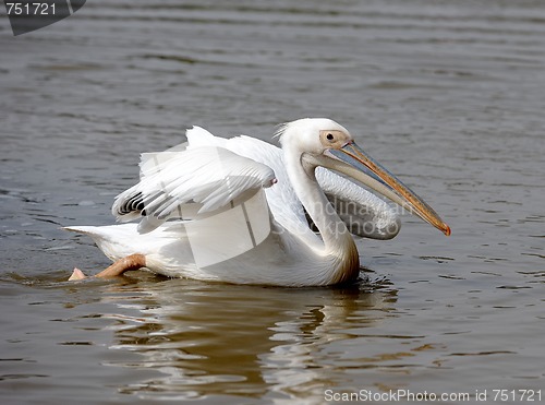 Image of Pelican. 