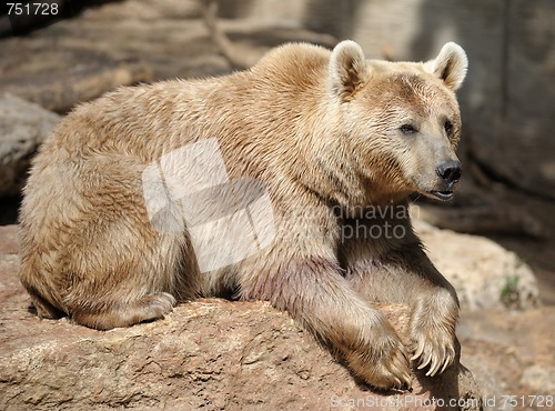 Image of Bear 