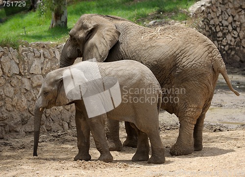 Image of Elephant 